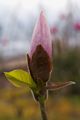 Magnolia soulangeana San Jose Magnolia pośrednia